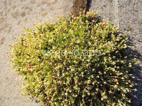 pearlwort, dwarf